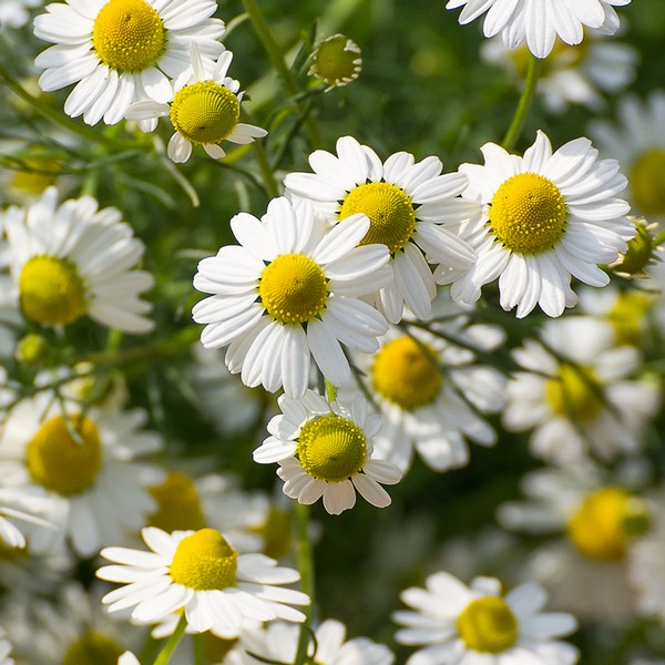 RAUSCH SPRAY DISTR ERBE S100ML