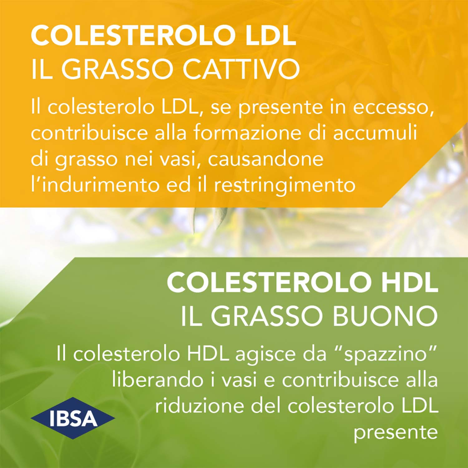 Colesia - Integratore Per il Colesterolo - 30 Capsule Molli Colesia - Integratore Per il Colesterolo - 30 Capsule Molli