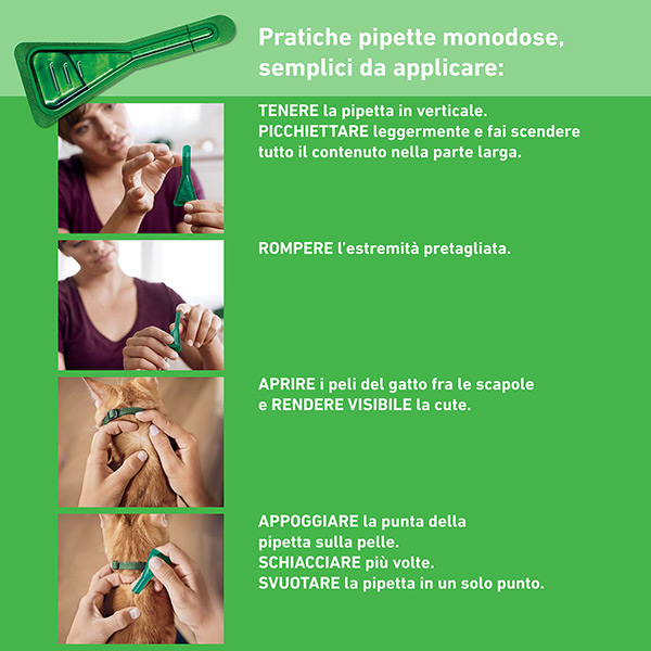 FRONTLINE COMBO SPOTON Gatti/ furetti 6 pipette FRONTLINE COMBO SPOTON Gatti/ furetti 6 pipette