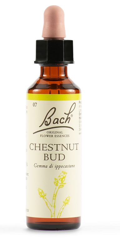 CHESTNUT BUD BACH ORIG 20ML CHESTNUT BUD BACH ORIG 20ML
