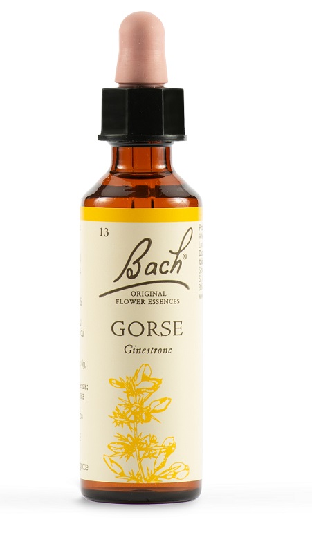 GORSE BACH ORIG 20ML GORSE BACH ORIG 20ML