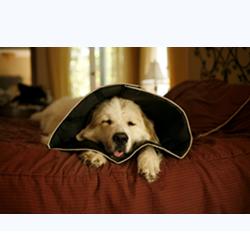 COMFY CONE COLLARE ELISABET M