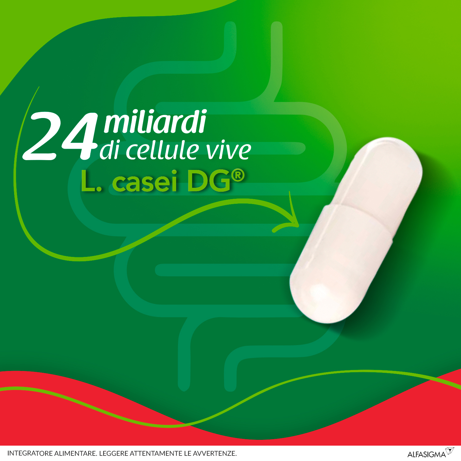 Enterolactis Plus Capsule, Integratore Alimentare con Fermenti lattici, probiotici L,Casei DG, 24 Miliardi Cellule Vive, Senza Glutine e Lattosio, 30 Capsule Enterolactis Plus Capsule, Integratore Alimentare con Fermenti lattici, probiotici L,Casei DG, 24 Miliardi Cellule Vive, Senza Glutine e Lattosio, 30 Capsule