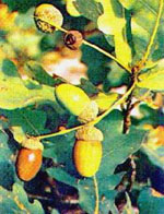Msa Quercus Peduncol 50ml