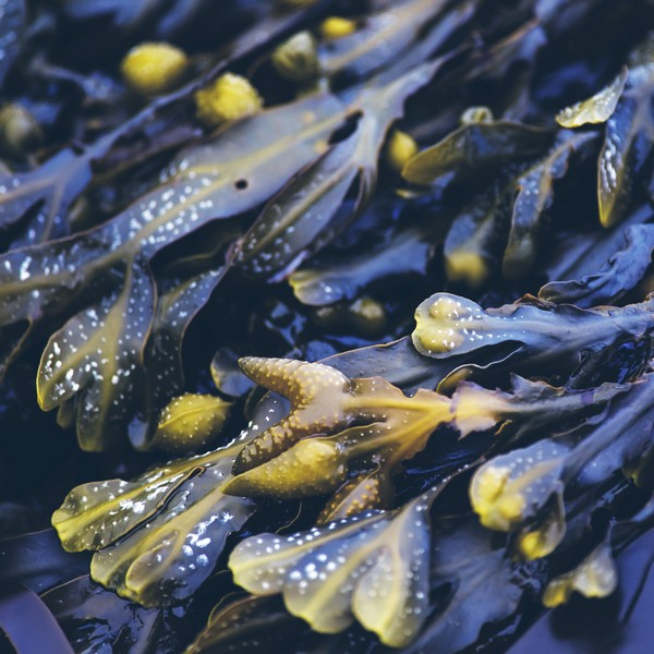 RAUSCH MASCHERA A/SEB QUE100ML