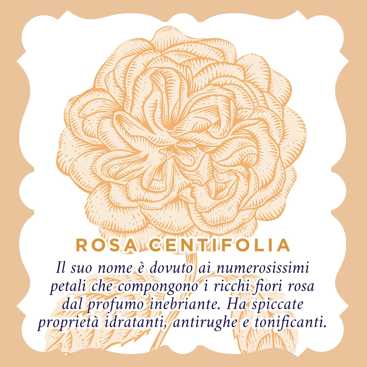 Acqua Alle Rose - Crema Antirughe Levigante Viso 50 ml