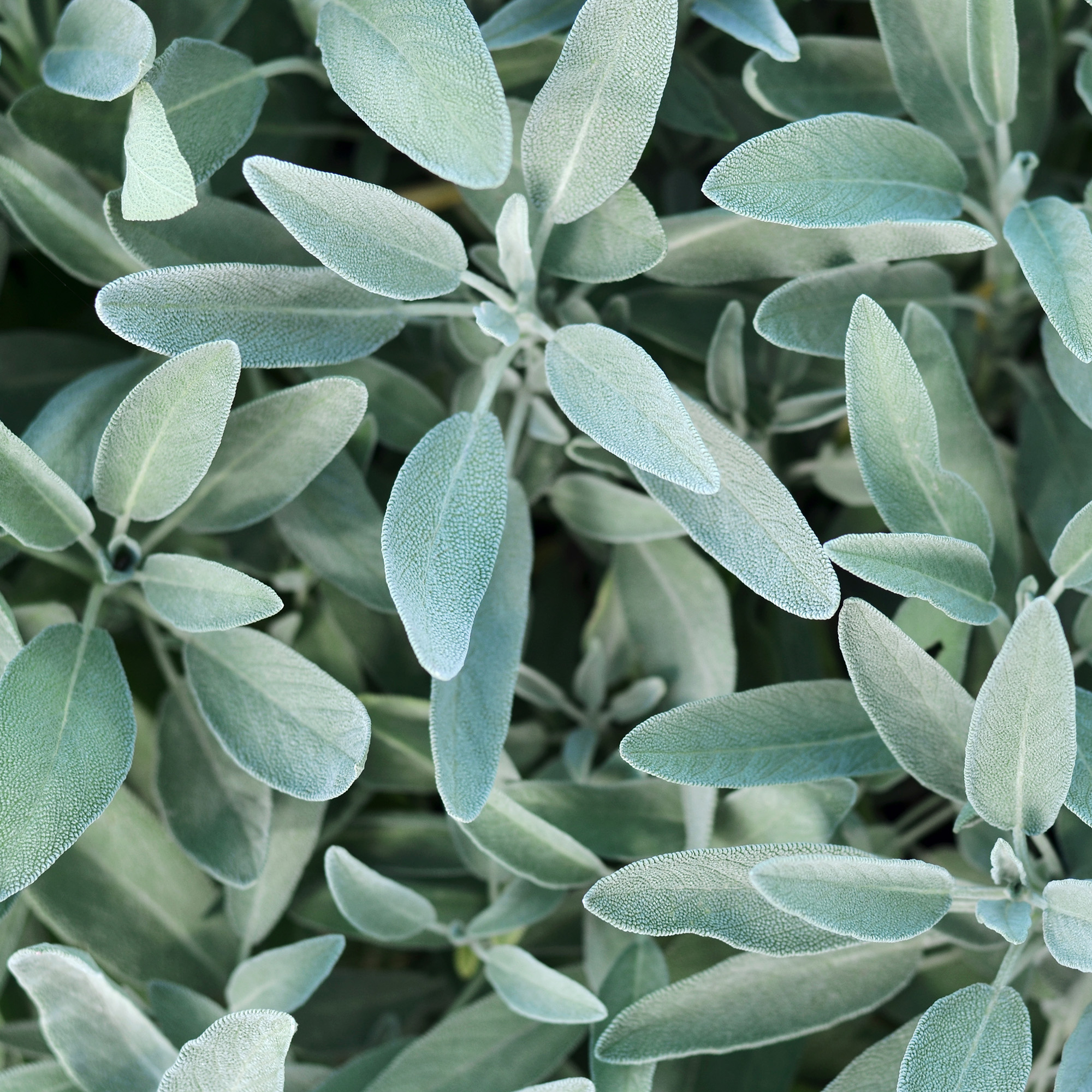 RAUSCH Maschera Nutriente 100mL