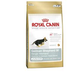BHN GERMAN SHEPHERD PUPPY 12KG