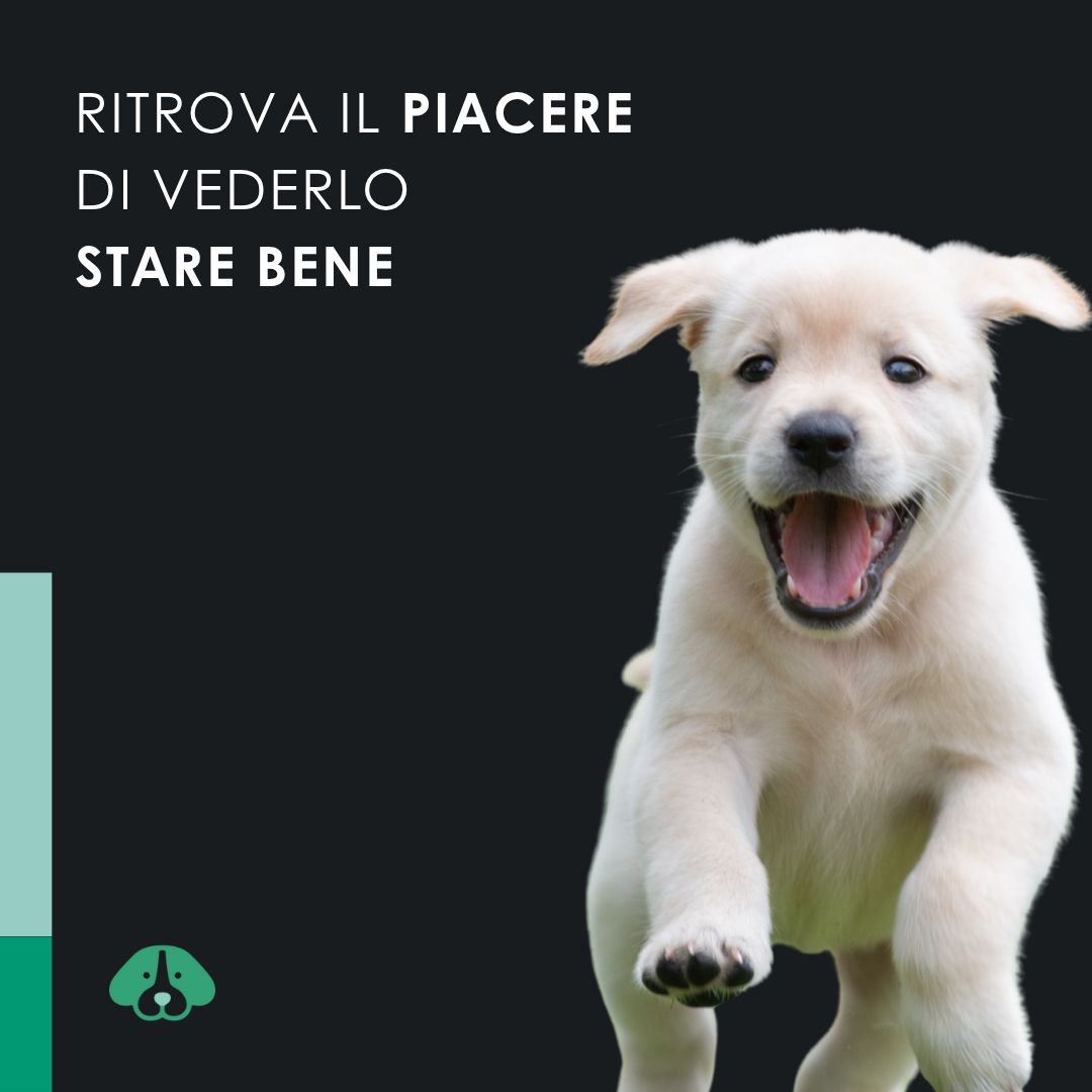 Eusphera CBD Oil Dog - Olio Rilassante per Cani 30 ml