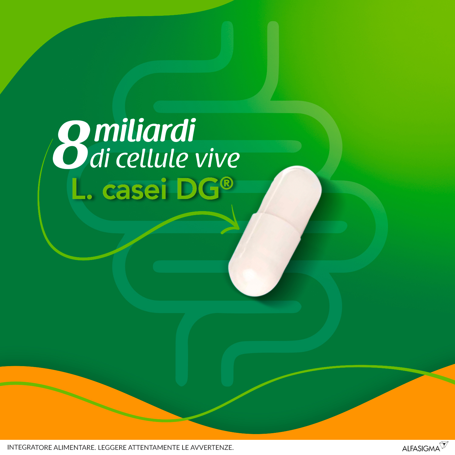 Enterolactis Capsule, Integratore Alimentare con Fermenti lattici, probiotici L,Casei DG, 8 Miliardi Cellule Vive, Senza Glutine e Lattosio, 20 Capsule Enterolactis Capsule, Integratore Alimentare con Fermenti lattici, probiotici L,Casei DG, 8 Miliardi Cellule Vive, Senza Glutine e Lattosio, 20 Capsule
