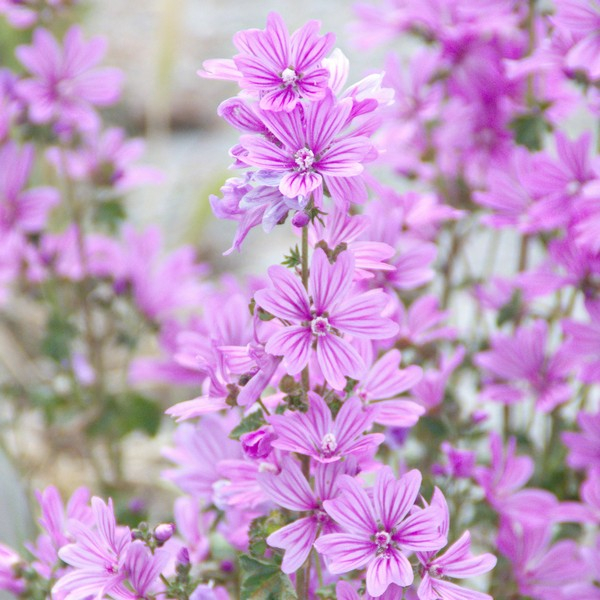 RAUSCH BODY LOT IDR MALVA200ML