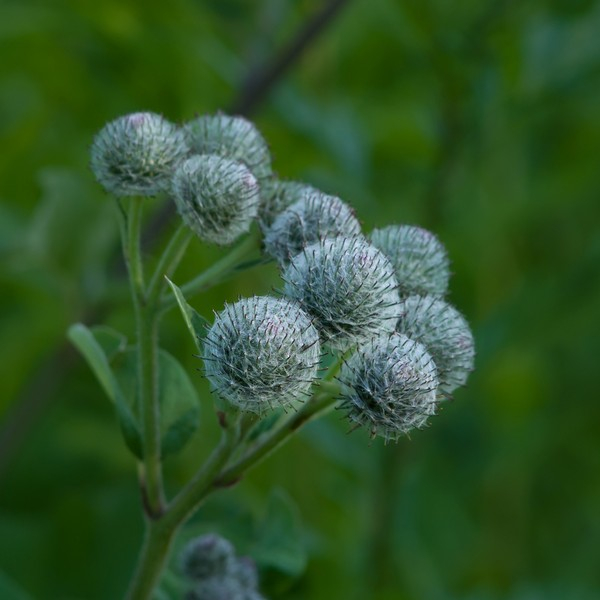 RAUSCH RIGENERATORE CAP 200ML