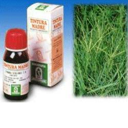 Specchiasol Gramigna 37 Tintura Madre 50 ml Specchiasol Gramigna 37 Tintura Madre 50 ml