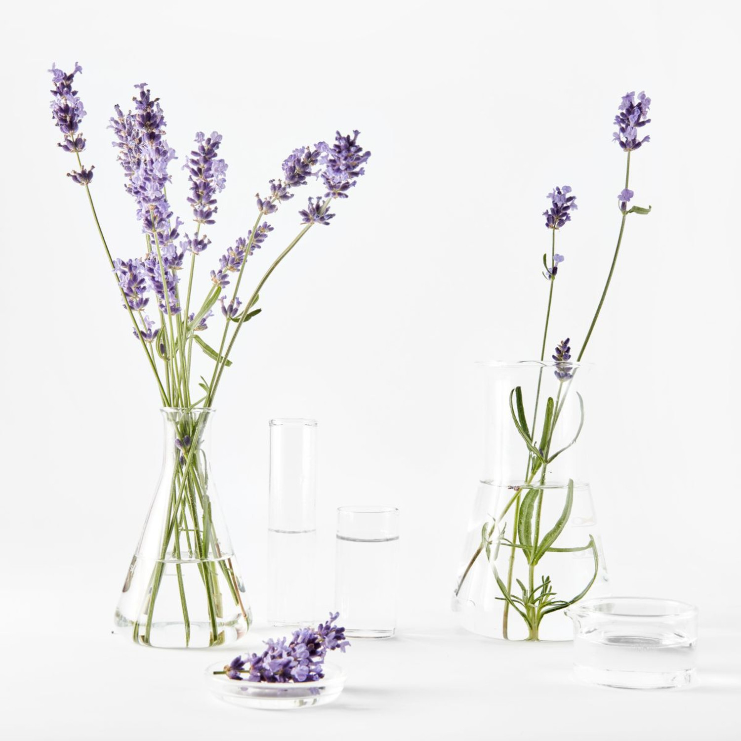 Garnier Bio Crema Viso Rigenerante, Anti-rughe e Anti-età, Formula alla Lavanda, 50 ml