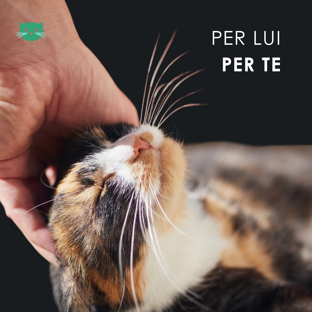 Eusphera CBD Oil Cat - Olio Calmante Naturale Per Gatti 10 ml