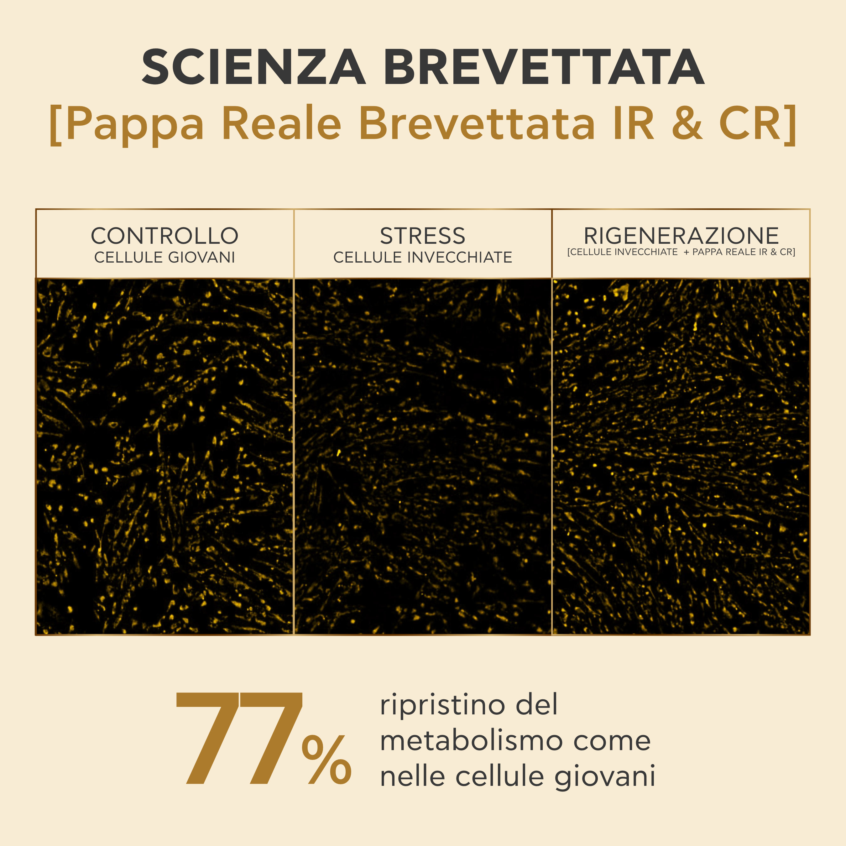 Apivita Queen Bee Longevity - Crema Ricca E Vellutata 12 Indicatori Di Giovinezza 50 ml