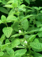 TSA MELISSA OFFICINALIS 50ML