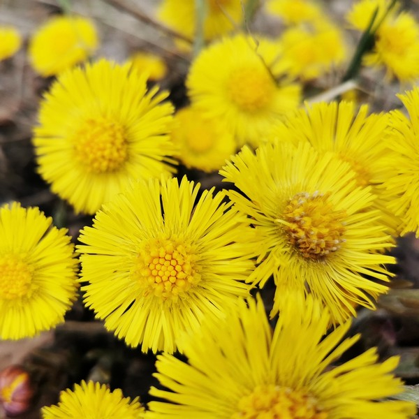 RAUSCH SH ANTIFORF TUSSIL200ML