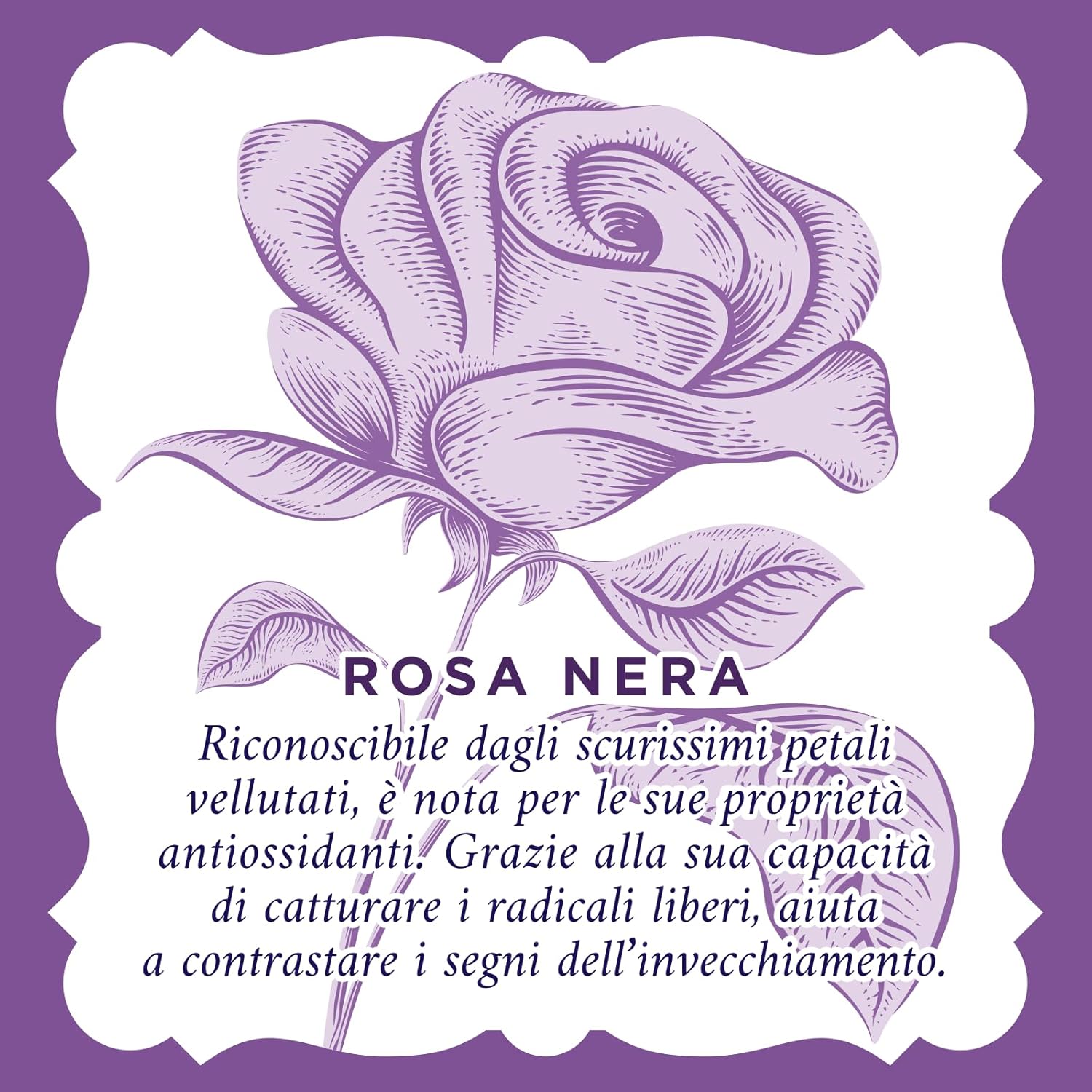 Acqua Alle Rose - Crema Antirughe Rimpolpante Viso 50 ml